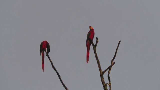 Scarlet Macaw - ML388843331