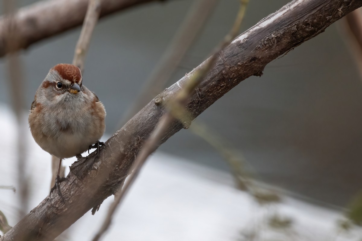 American Tree Sparrow - Luke Robertson