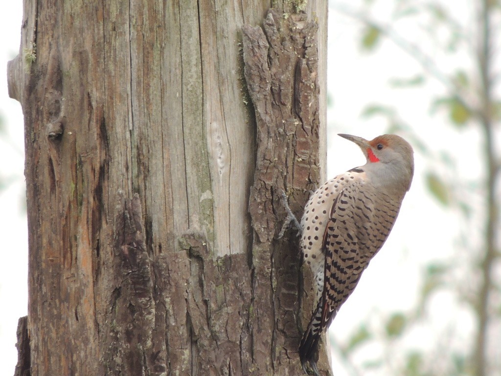 Northern Flicker (Red-shafted) - ML388854411