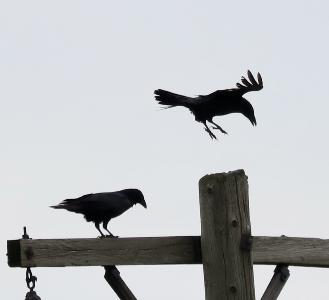 Common Raven - Lenore Charnigo