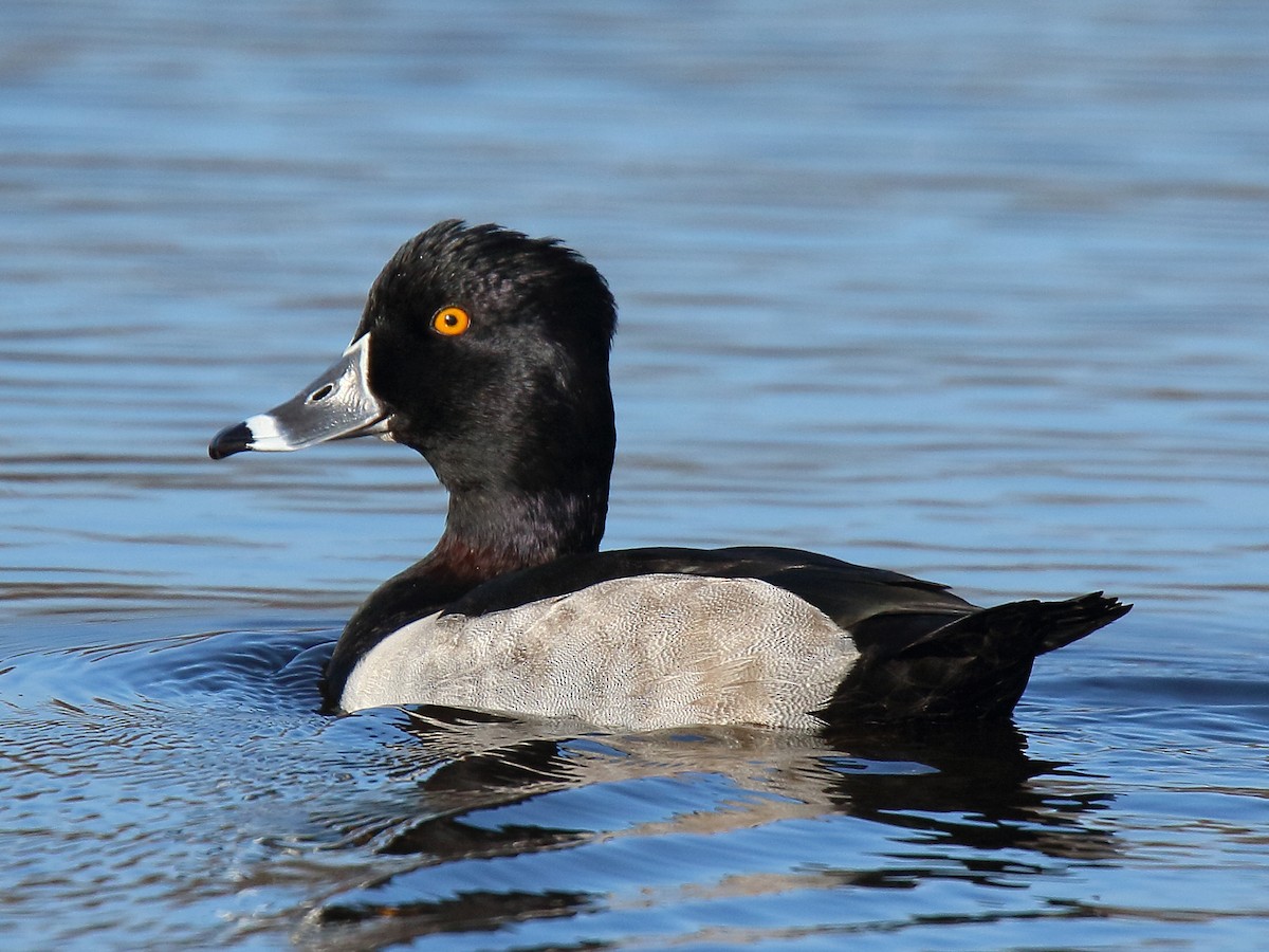 Ring-necked Duck - Howard Patterson