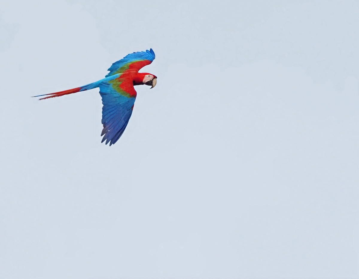 Red-and-green Macaw - Terry Master