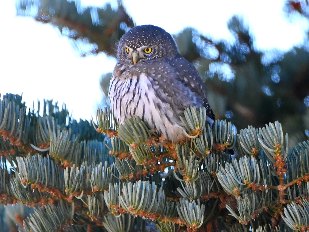Northern Pygmy-Owl - ML388864431