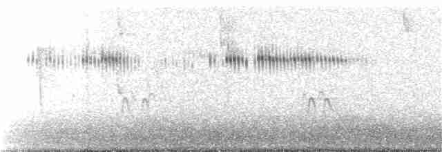 Широкохвостый колибри - ML388872381