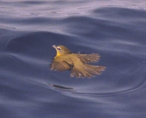 Yellow-breasted Chat - Anonymous