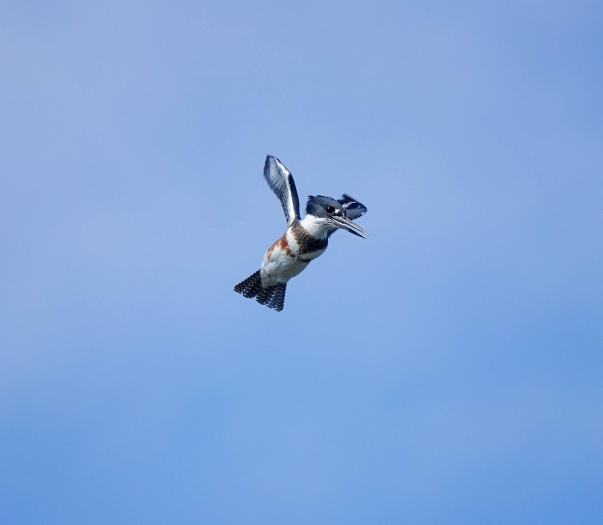 Belted Kingfisher - ML388877461