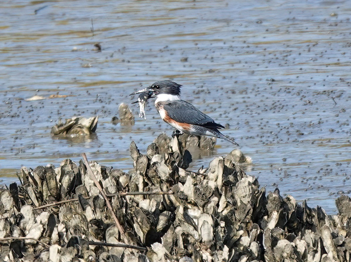 Belted Kingfisher - ML388879471
