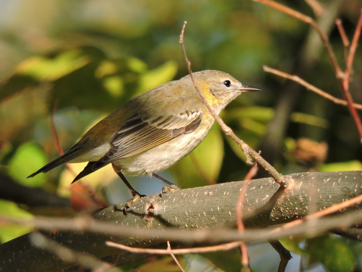 Cape May Warbler - ML38888221