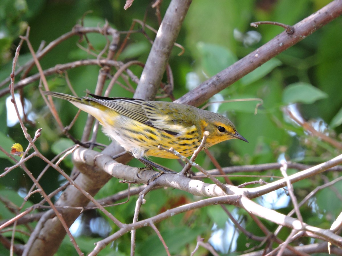 Cape May Warbler - ML38888241