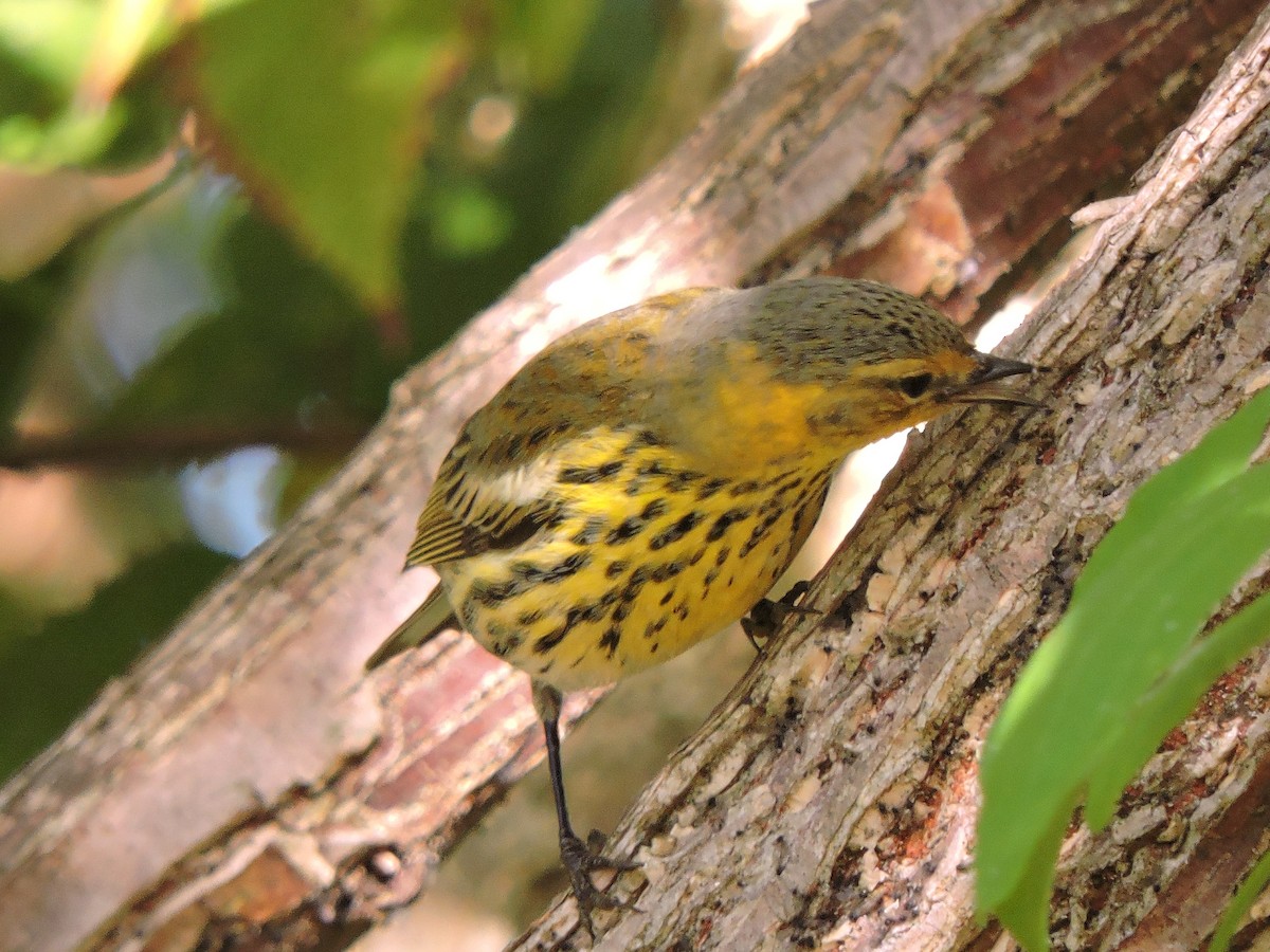 Cape May Warbler - ML38888301