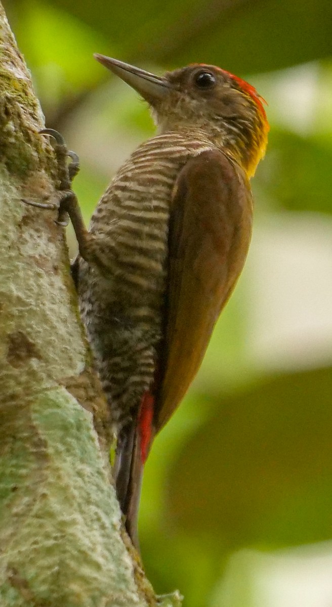 Red-rumped Woodpecker - Roger Horn