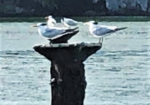 Royal Tern - France Carbonneau