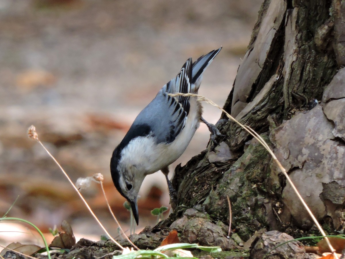 White-breasted Nuthatch - ML38888831