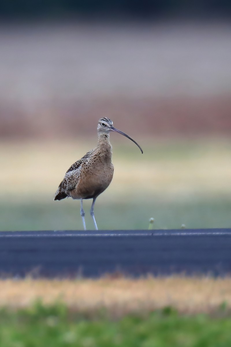 Long-billed Curlew - ML388889101