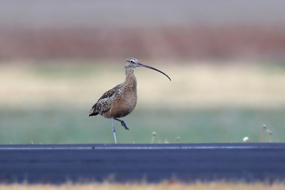 Long-billed Curlew - ML388889121