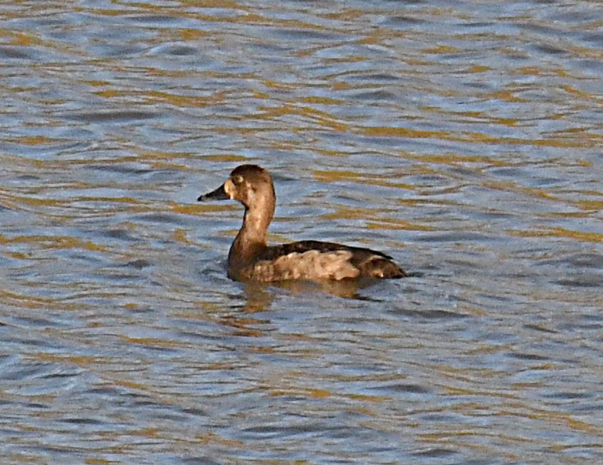 Ring-necked Duck - ML388890121