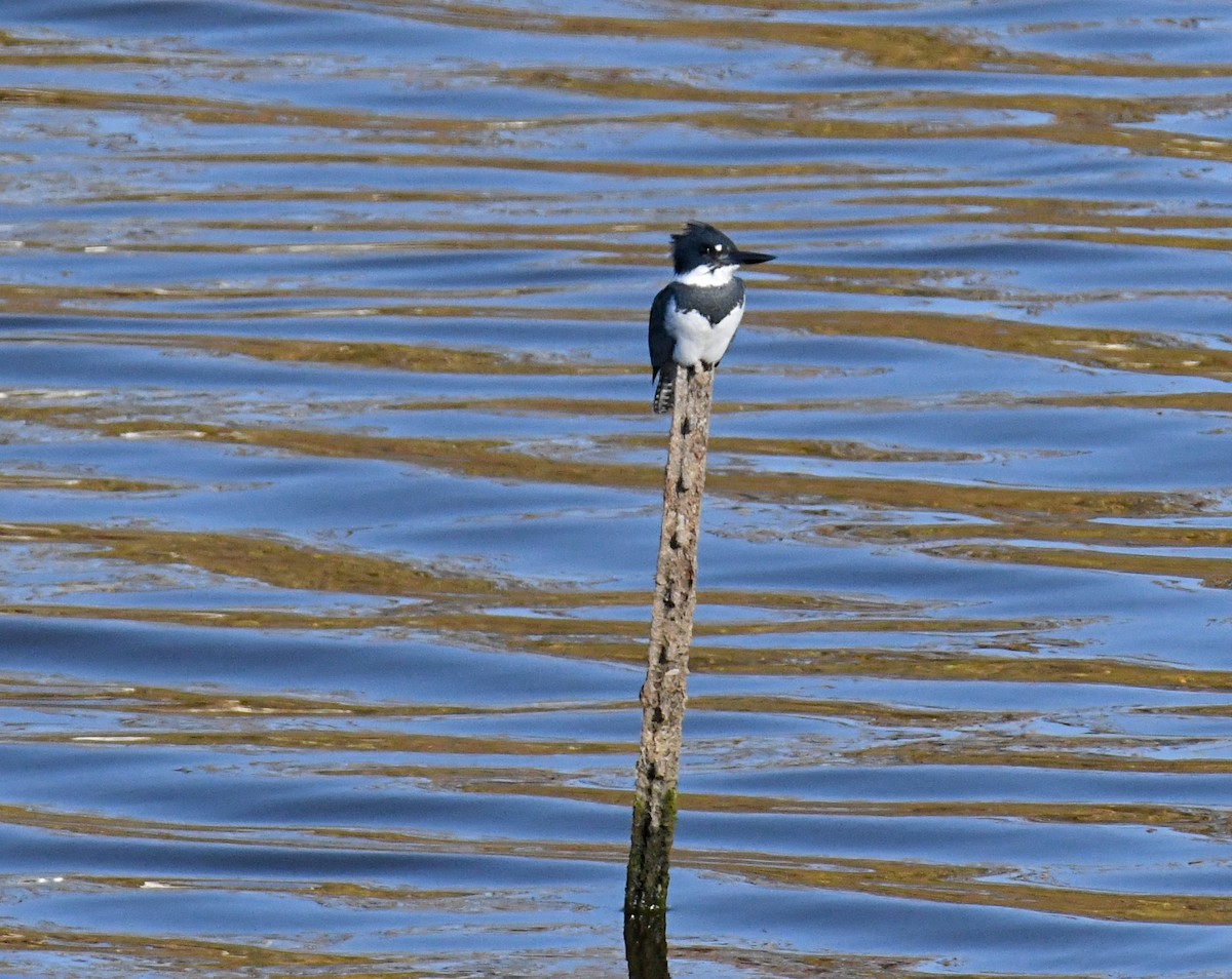 Belted Kingfisher - ML388890361