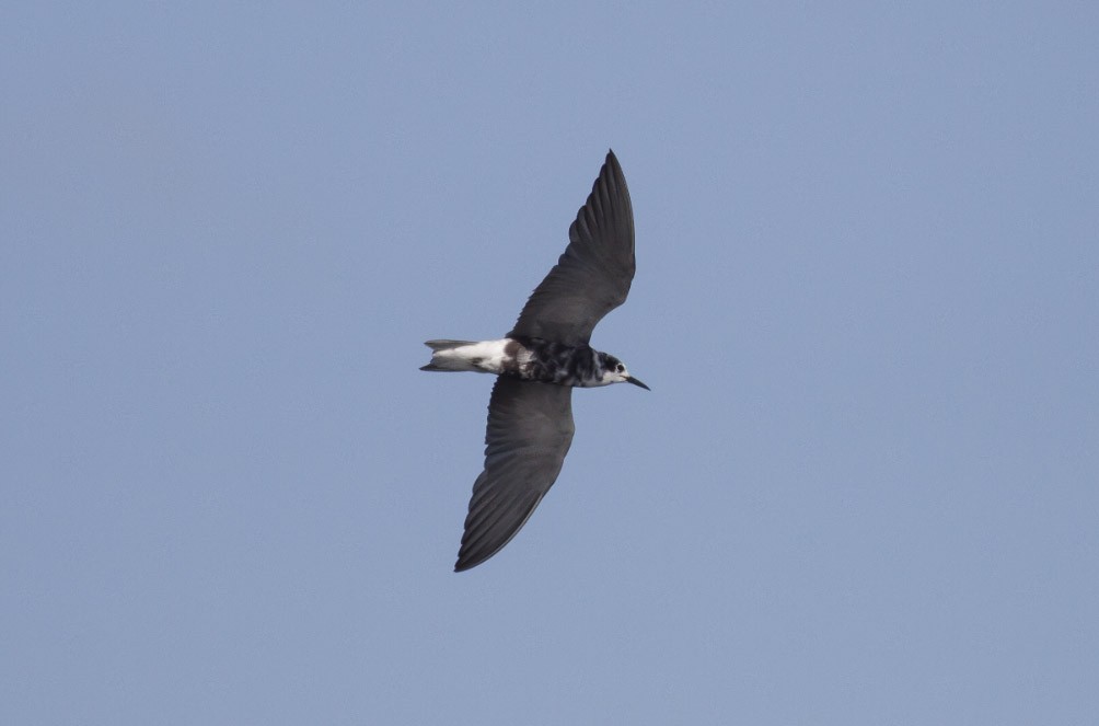 Black Tern (American) - ML38889141