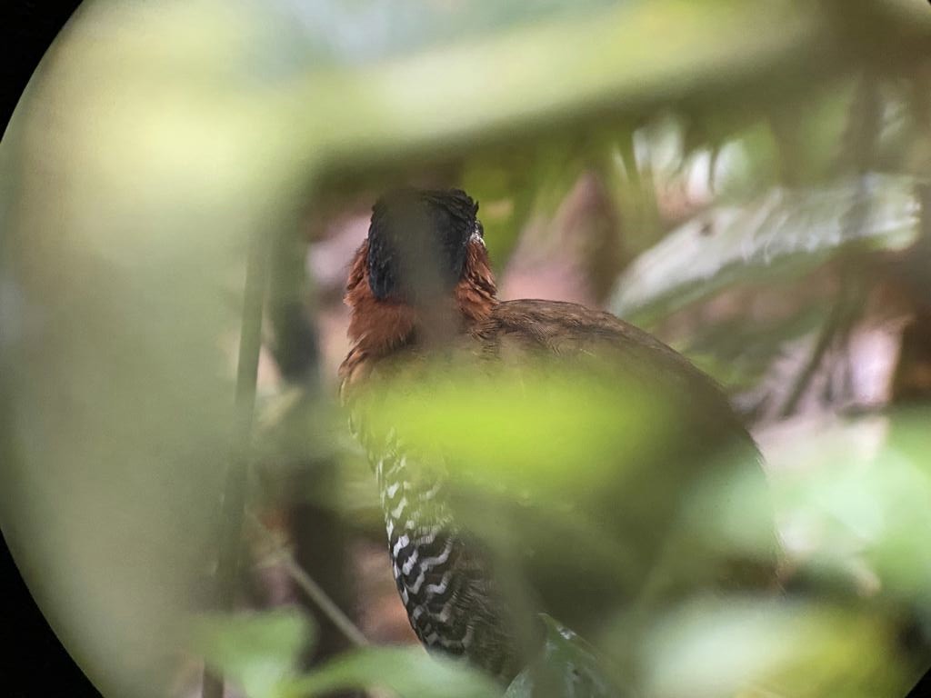 Black-crowned Antpitta - Michael Weaver