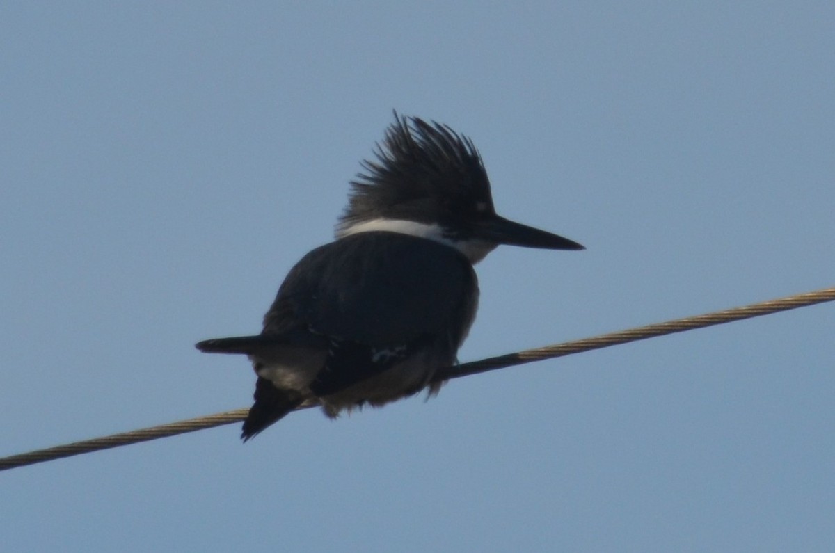 Belted Kingfisher - ML388897631