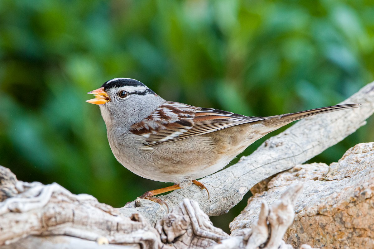 White-crowned Sparrow - ML388906181