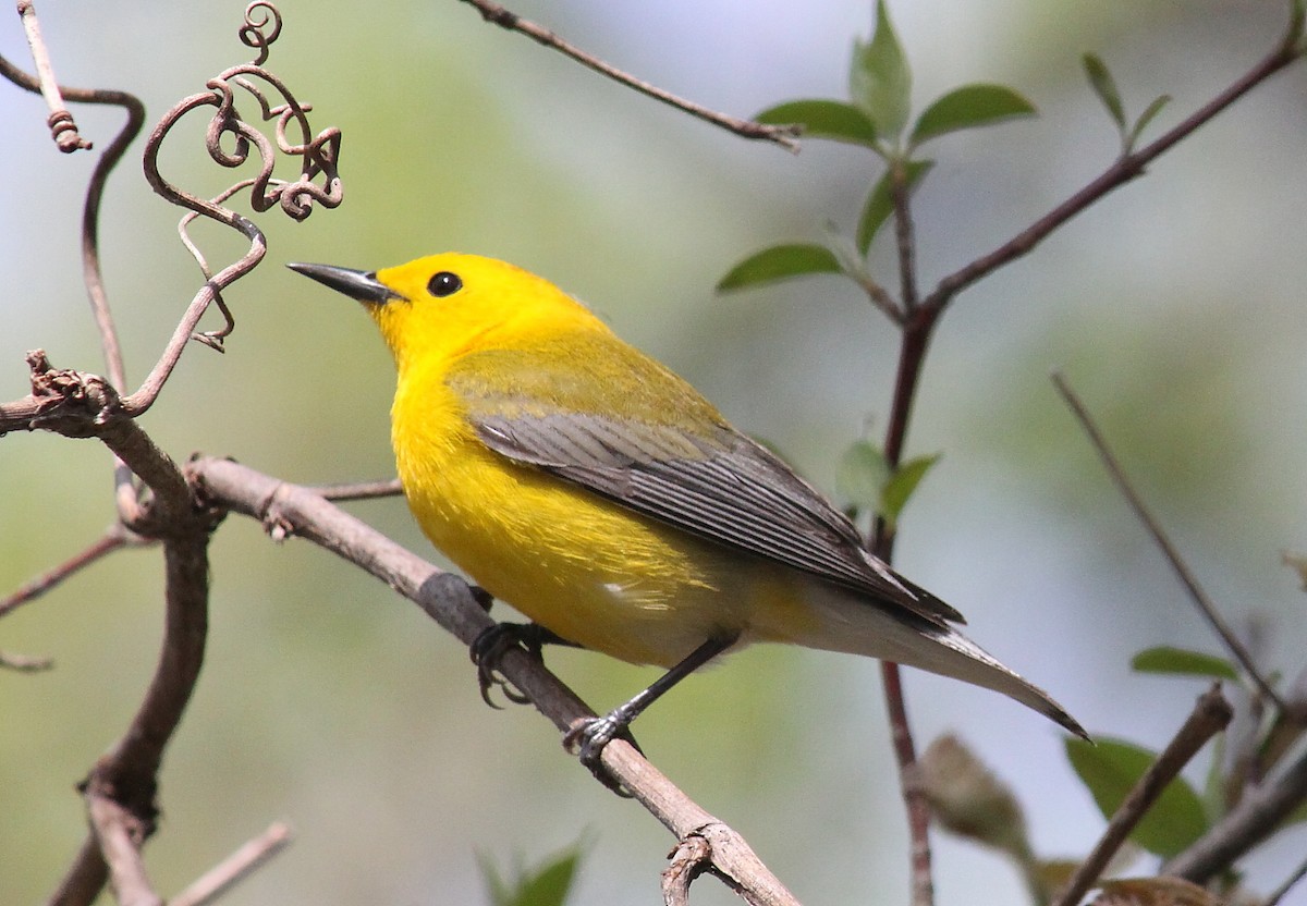 Prothonotary Warbler - Jeff 'JP' Peters
