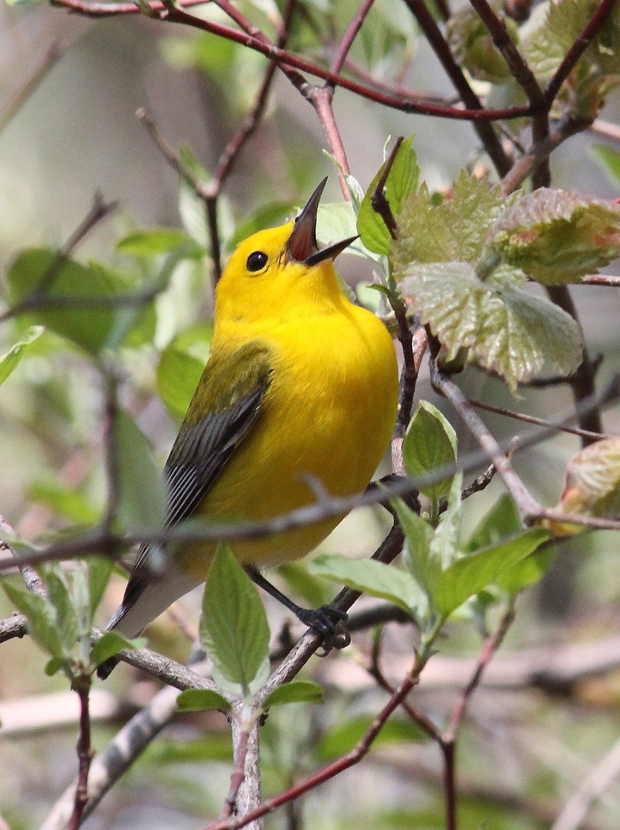Prothonotary Warbler - Jeff 'JP' Peters