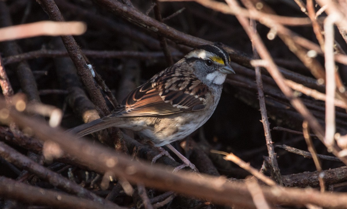 White-throated Sparrow - ML388917601