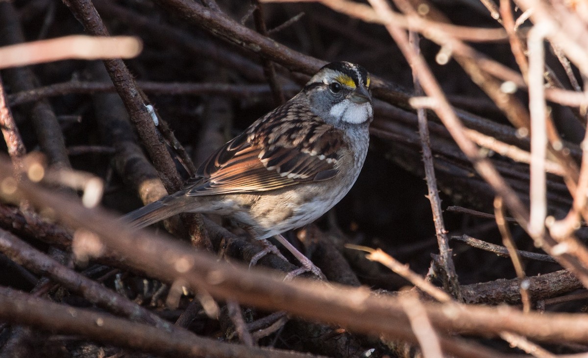 White-throated Sparrow - Mark Dettling
