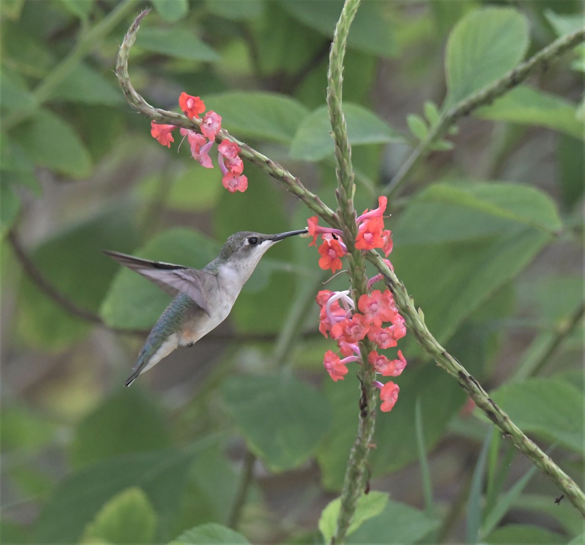 Ruby-throated Hummingbird - ML388920311
