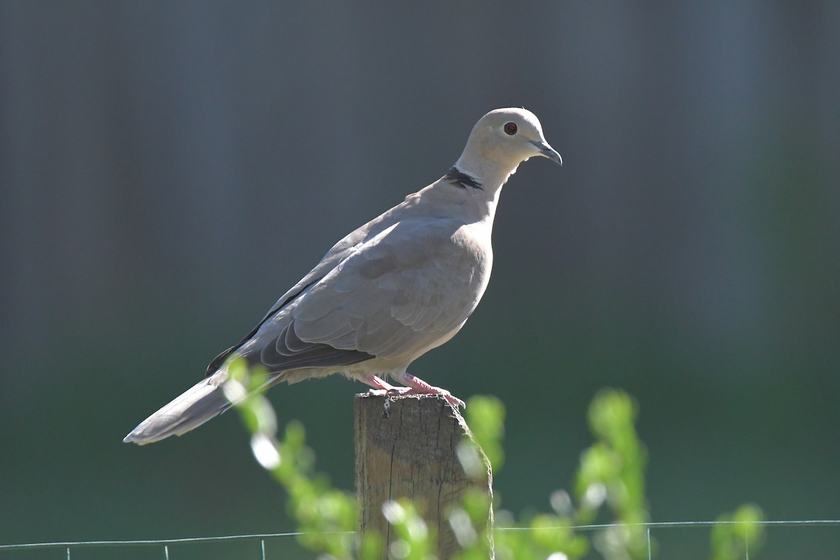 Eurasian Collared-Dove - ML388921901