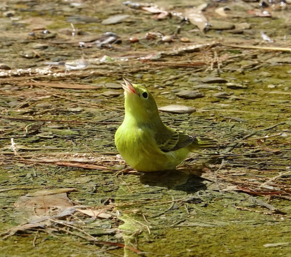 Yellow Warbler (Northern) - David Diller