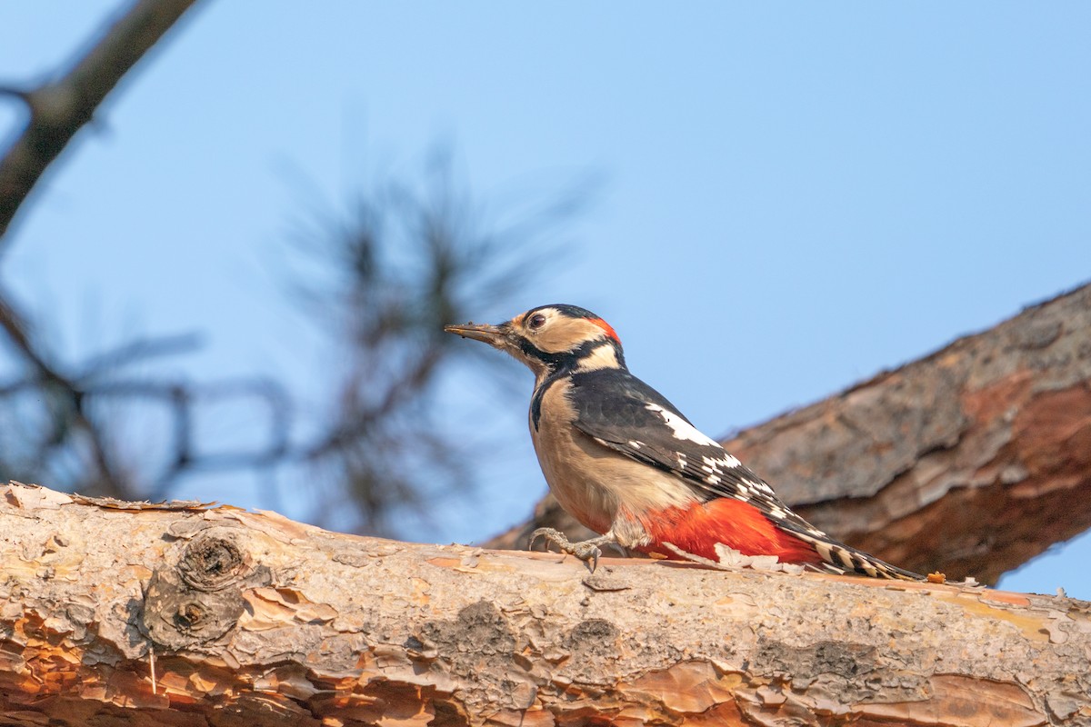 Great Spotted Woodpecker - Andy Lee