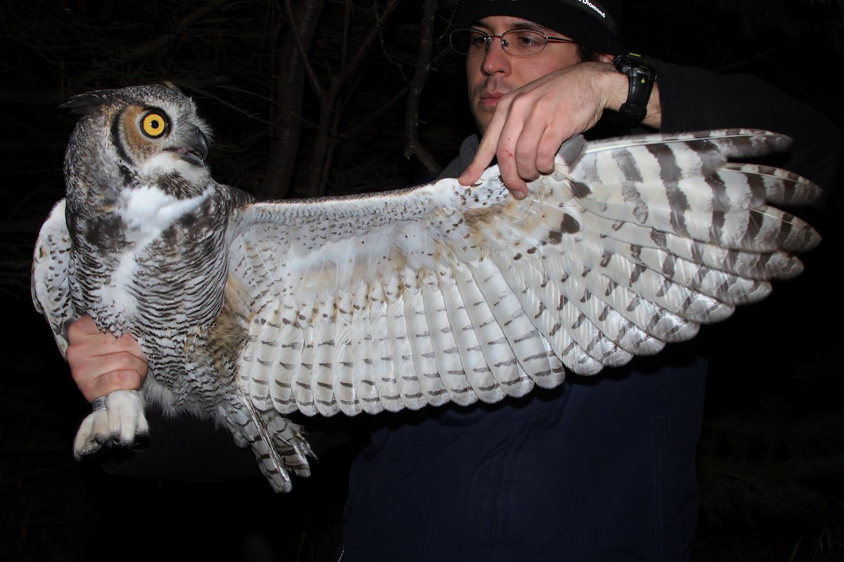 Great Horned Owl - ML38893701