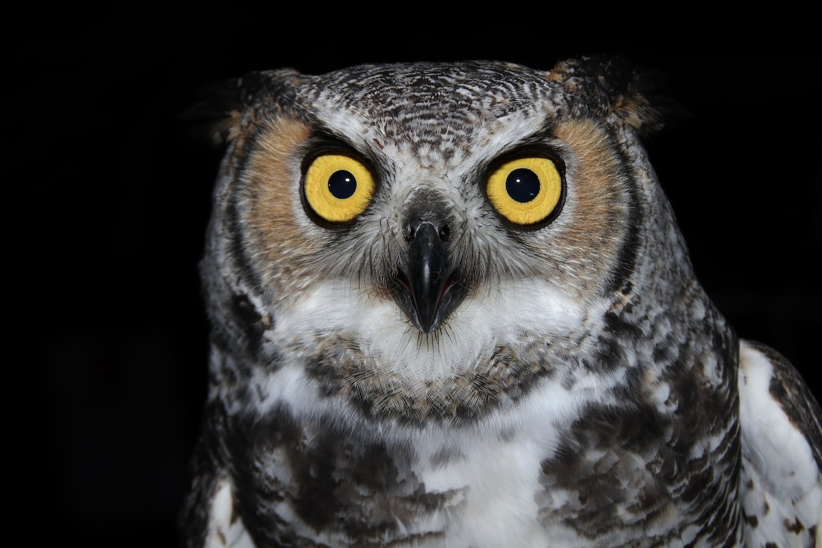 Great Horned Owl - ML38893711