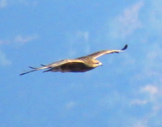 Common Buzzard - Sumiti Saharan
