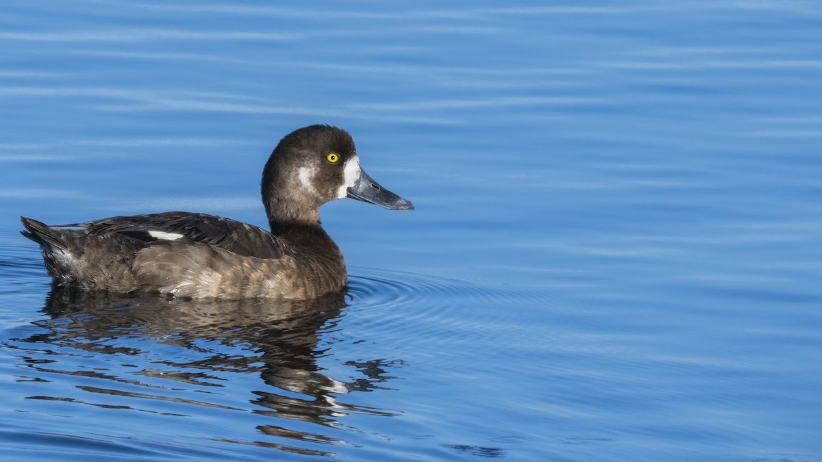 Greater Scaup - ML388937821