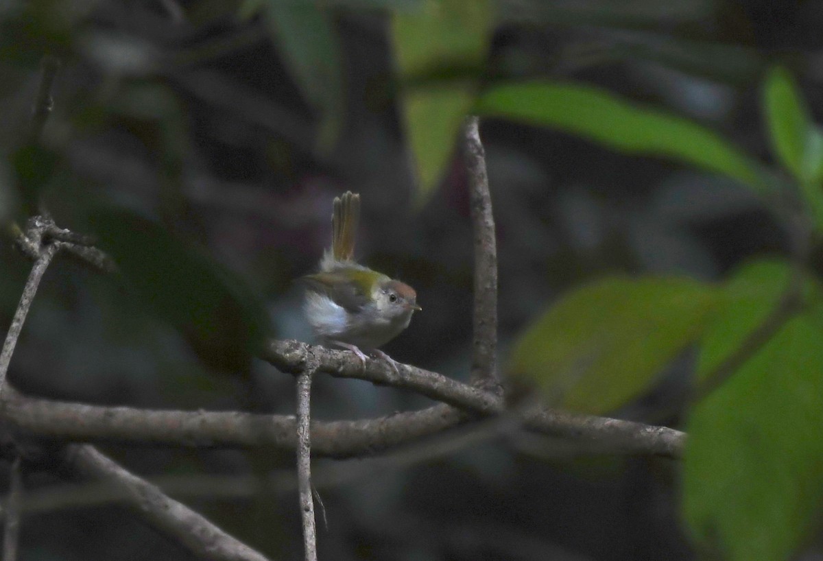 Common Tailorbird - Amrish  Bidaye