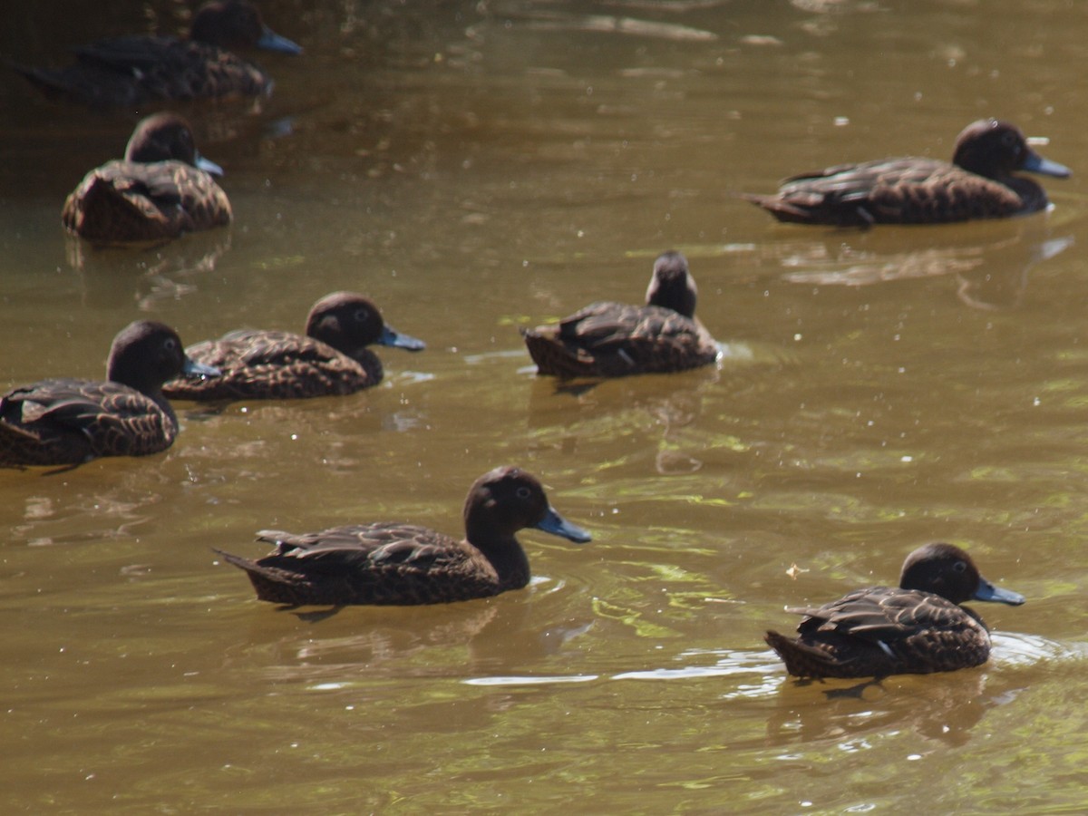New Zealand Bird Atlas Checklist - 17 Nov 2021 - Port Jackson Road ...