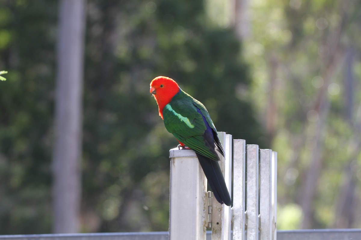 Australian King-Parrot - ML388944571