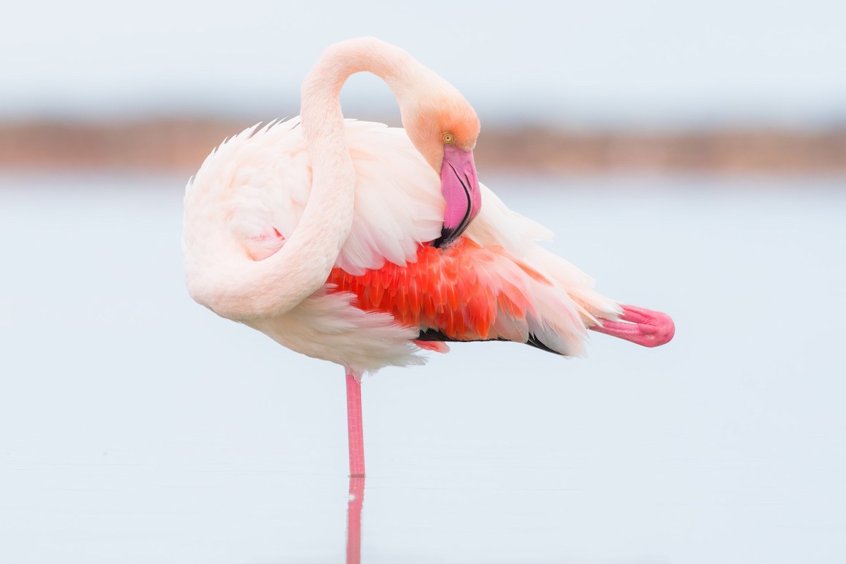 Greater Flamingo - ML388949541