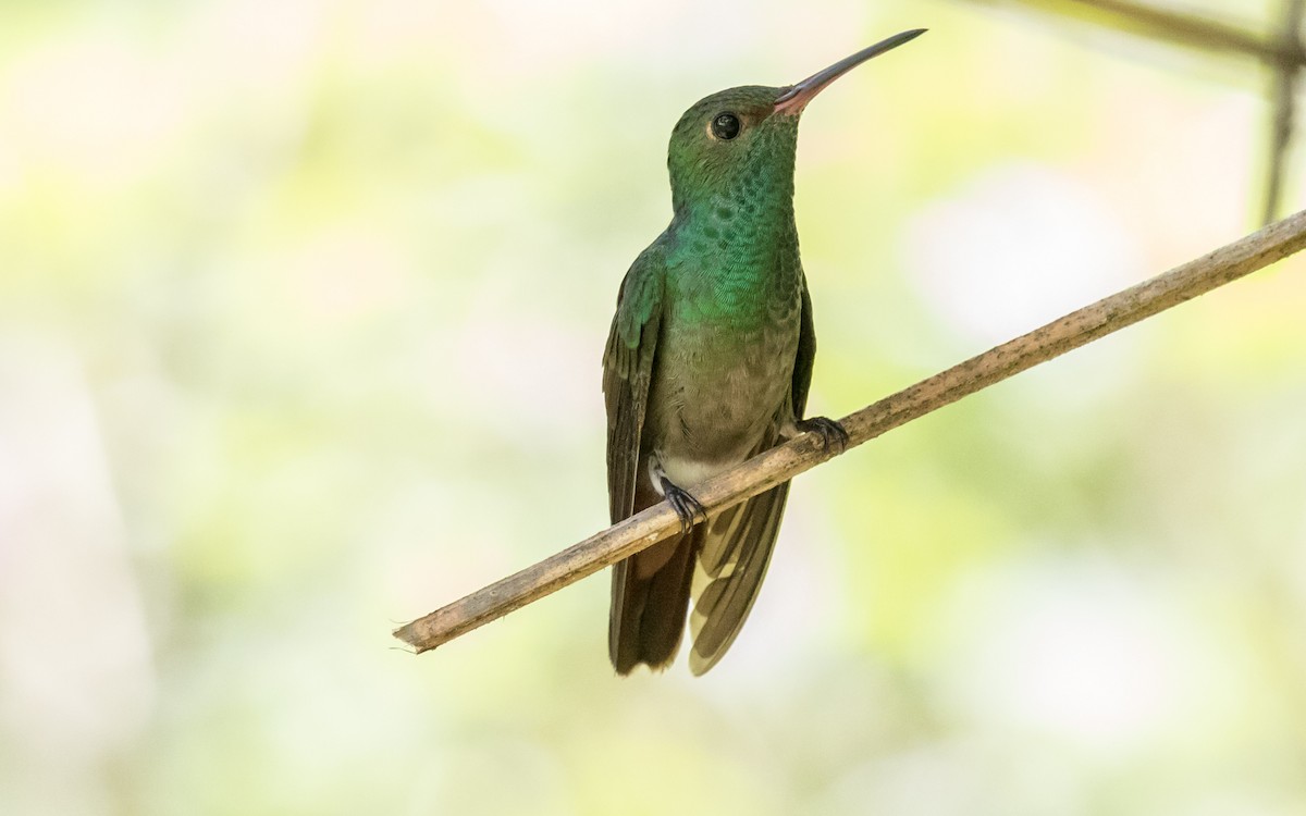 Rufous-tailed Hummingbird - Eero Rasi