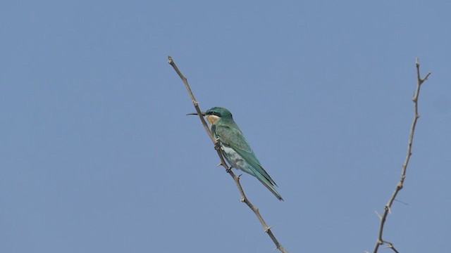 Blue-cheeked Bee-eater - ML388953291