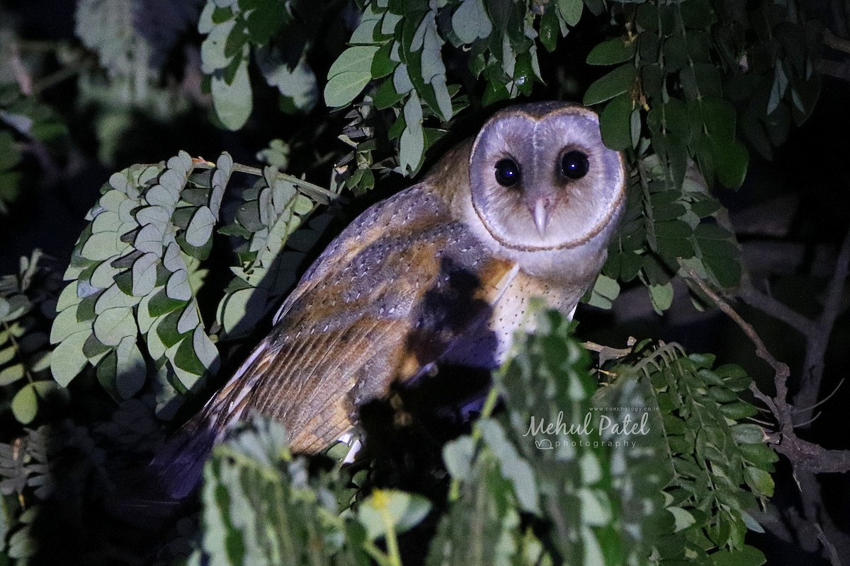 Barn Owl - Mehul patel