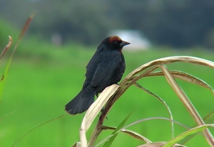 Chestnut-capped Blackbird - Josep del Hoyo