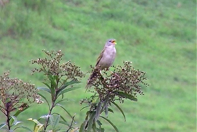 Wedge-tailed Grass-Finch - ML388957311