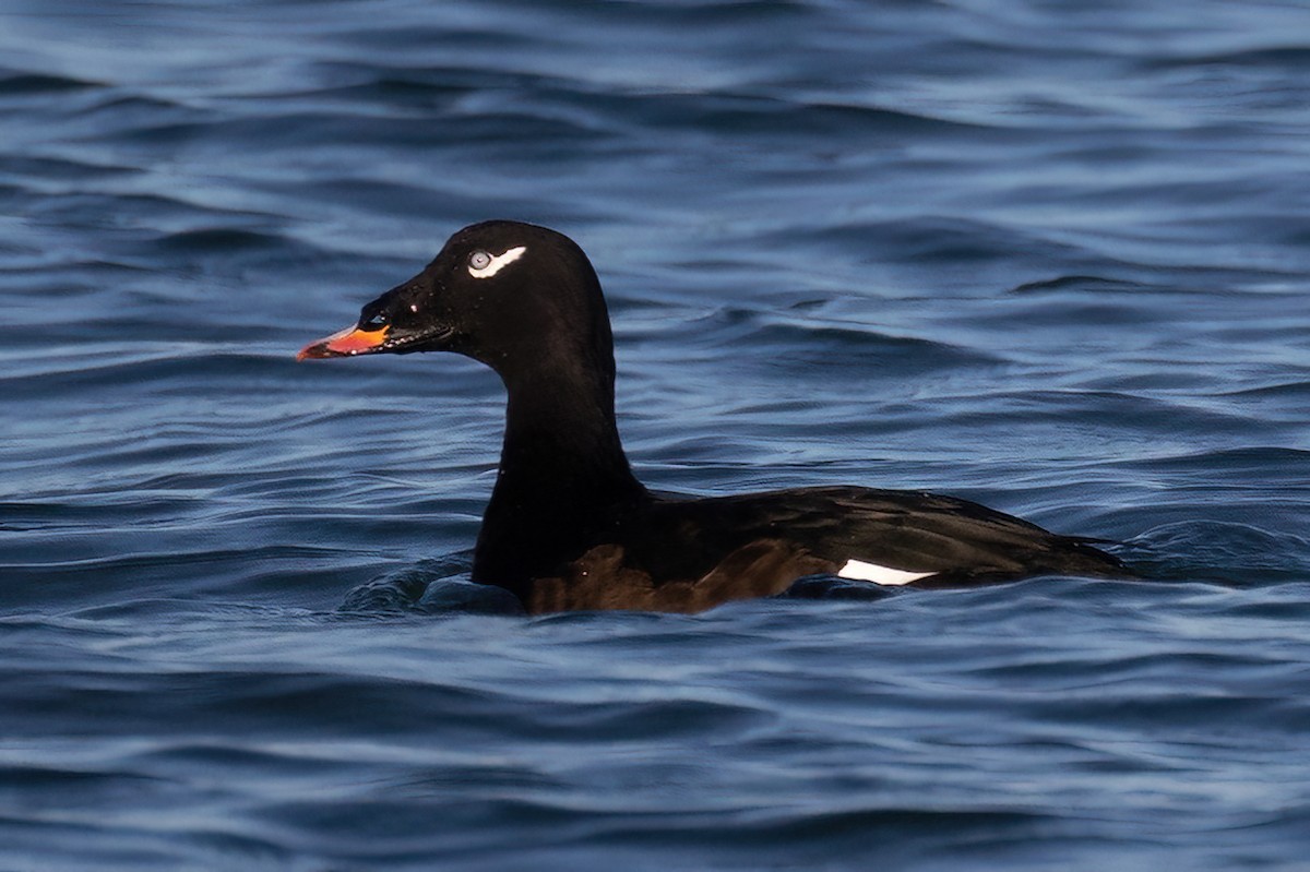 White-winged Scoter - Mitch (Michel) Doucet