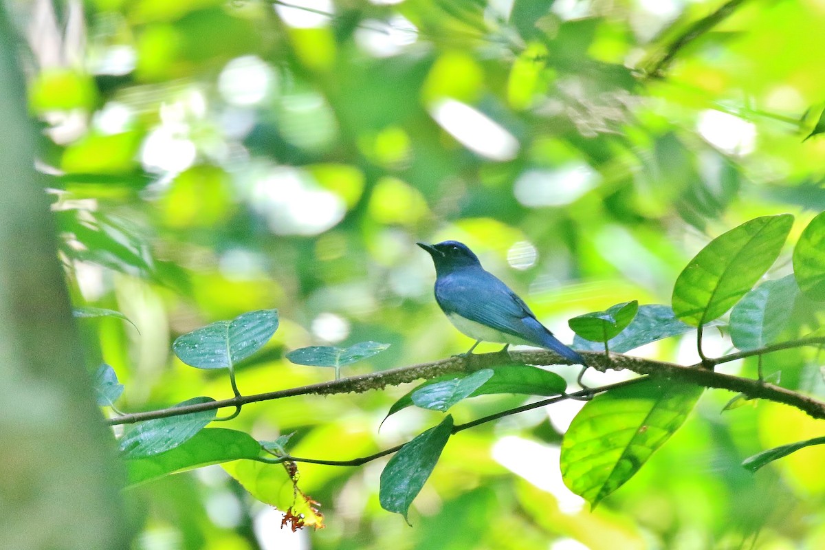 Blue-and-white/Zappey's Flycatcher - ML388961561