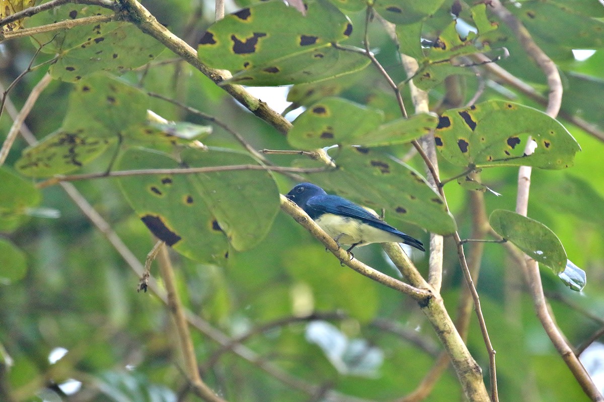Blue-and-white/Zappey's Flycatcher - ML388961591