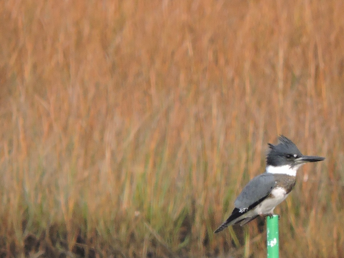 Belted Kingfisher - ML38896211